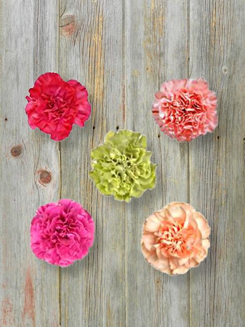 Wholesale Mother`S Day 2023 Assorted Carnations Delivered Online